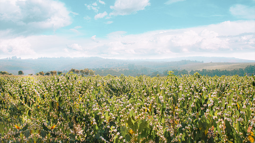 A lot of coffee trees overlooking a Brazilian vista.