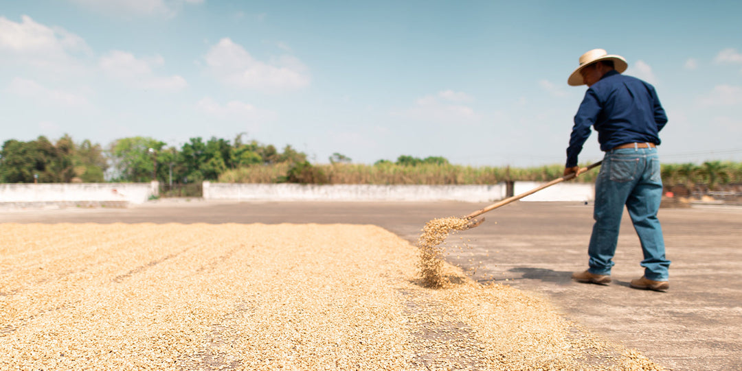 An El Salvadorian farmer spreading out green coffee on a patio to dry.