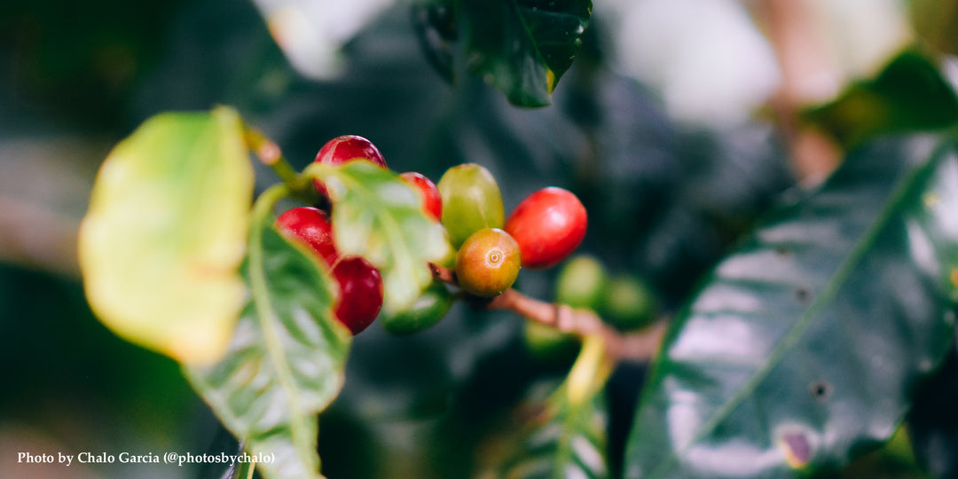 Costa Rica - Santa Maria Coopedota