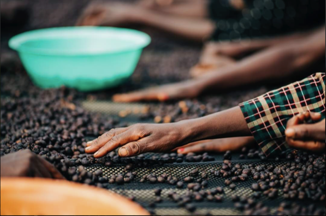 Detail photo of hands sorting coffee cherries.
