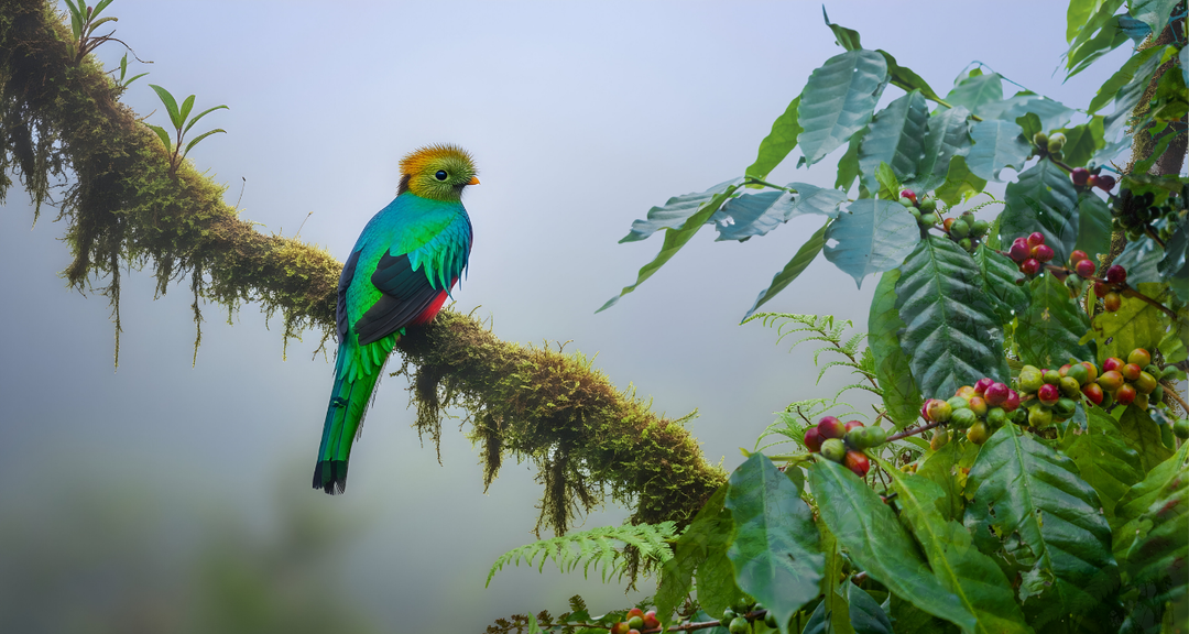 Coffee berries in the Mexican Chiapas rainforest alongside a Resplendent Quetzal, a colorful bird.  