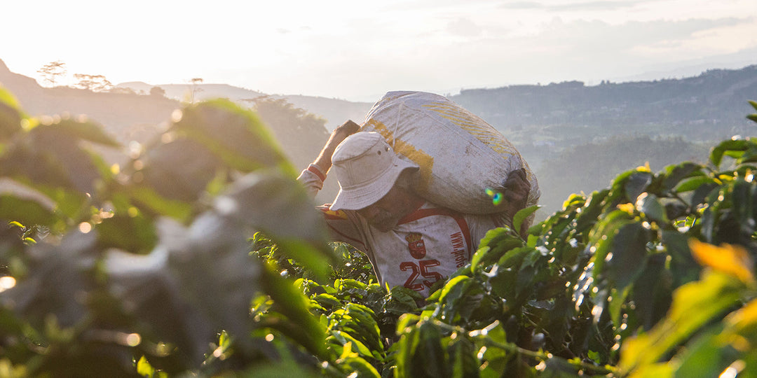 A coffee farmer in Colombia hauling a bag.