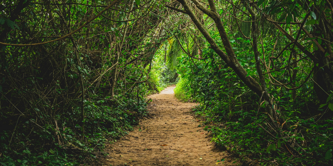 Costa Rican Rainforest