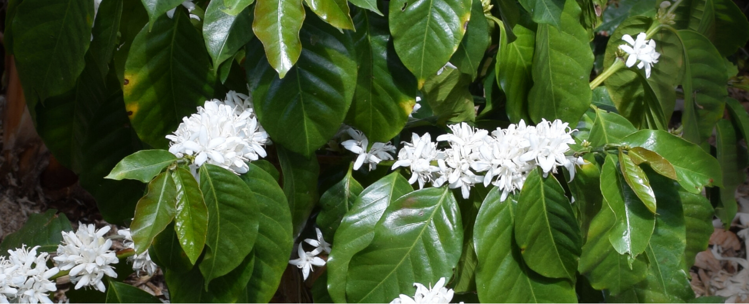 Coffee plant with white flowers and green leaves