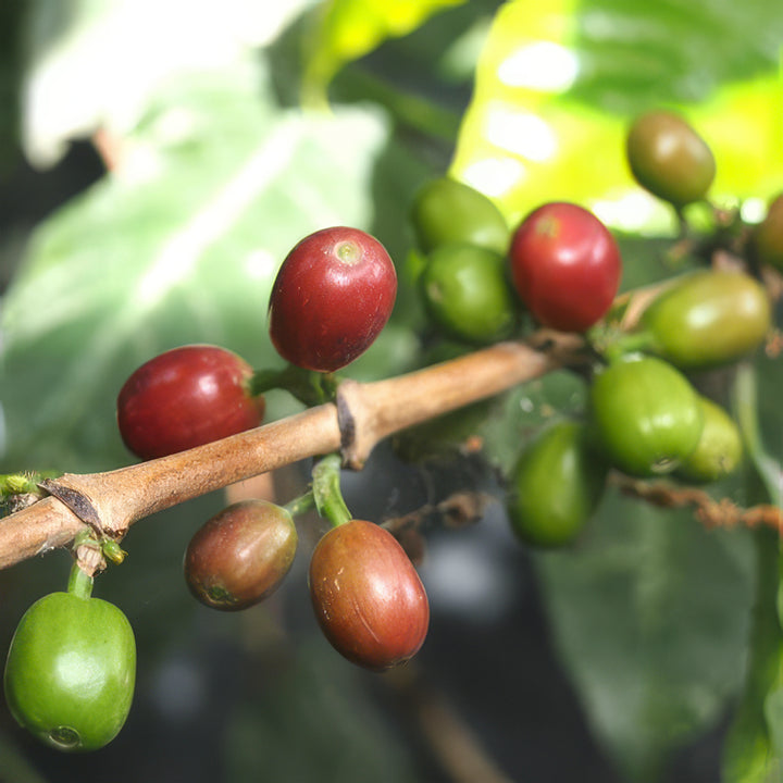 Roaster's Choice Coffee Subscription